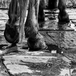 NL017 Patas